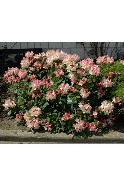 Рододендрон Персі Вайсман